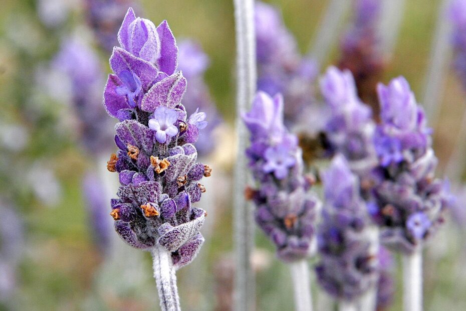 **English Lavender: A Fragrant Flower with a Long History**