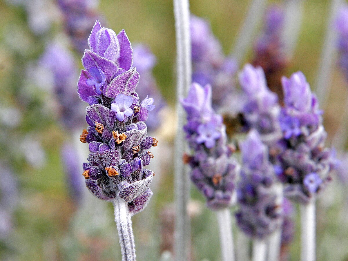 **English Lavender: A Fragrant Flower with a Long History**