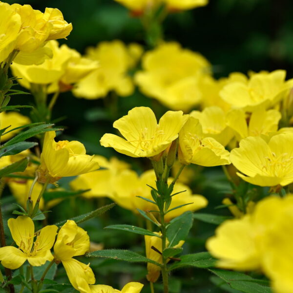 Evening Primrose: Beauty in the Late Hours