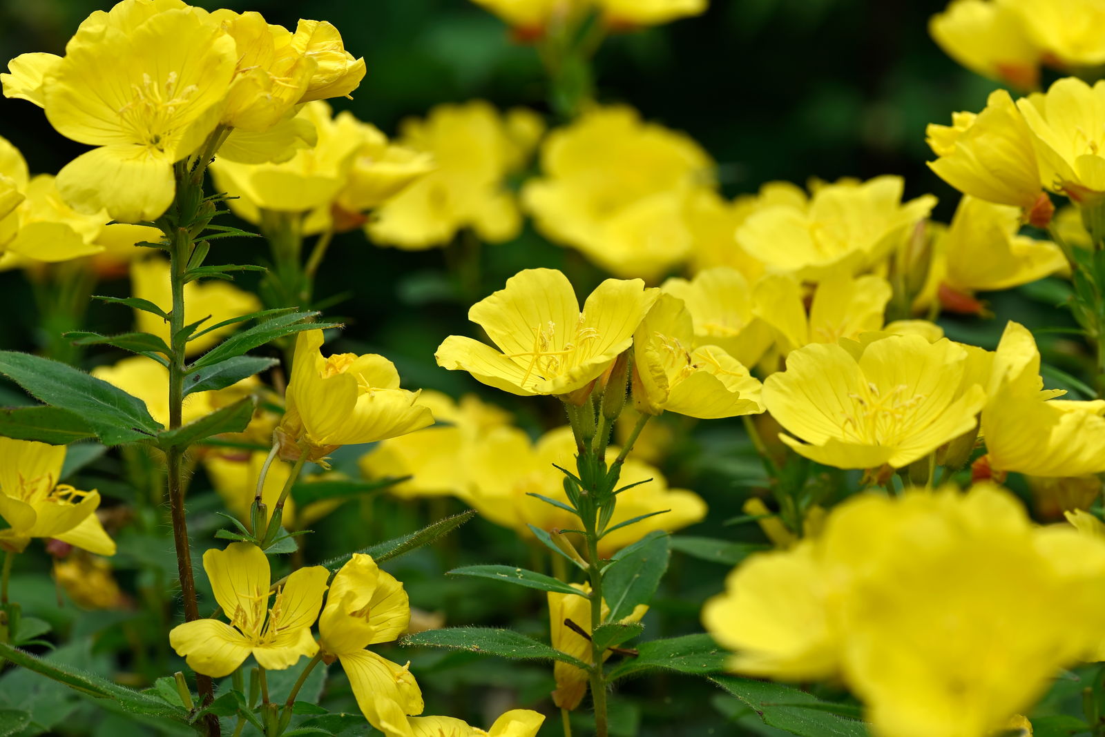 Evening Primrose: Beauty in the Late Hours