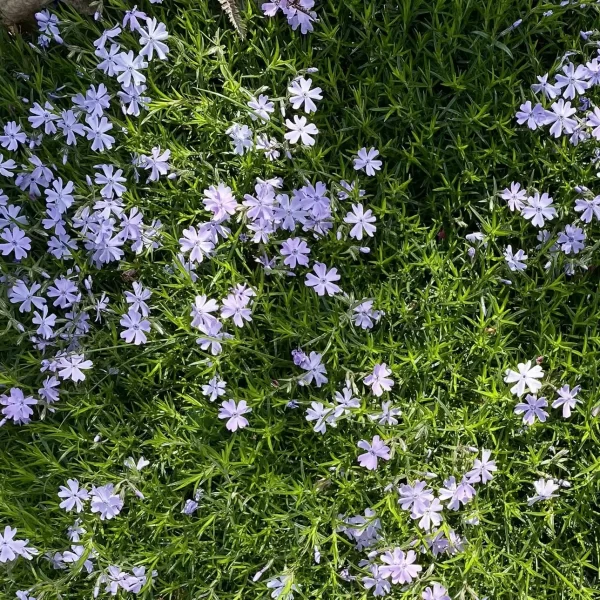 Exploring Different Types of Creeping Phlox: Our Top Picks