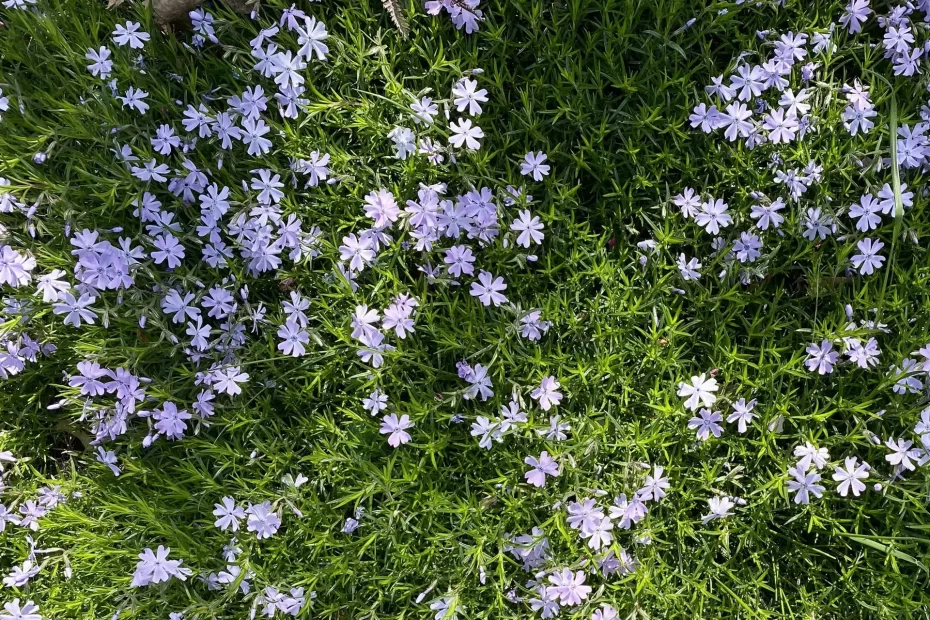 Exploring Different Types of Creeping Phlox: Our Top Picks