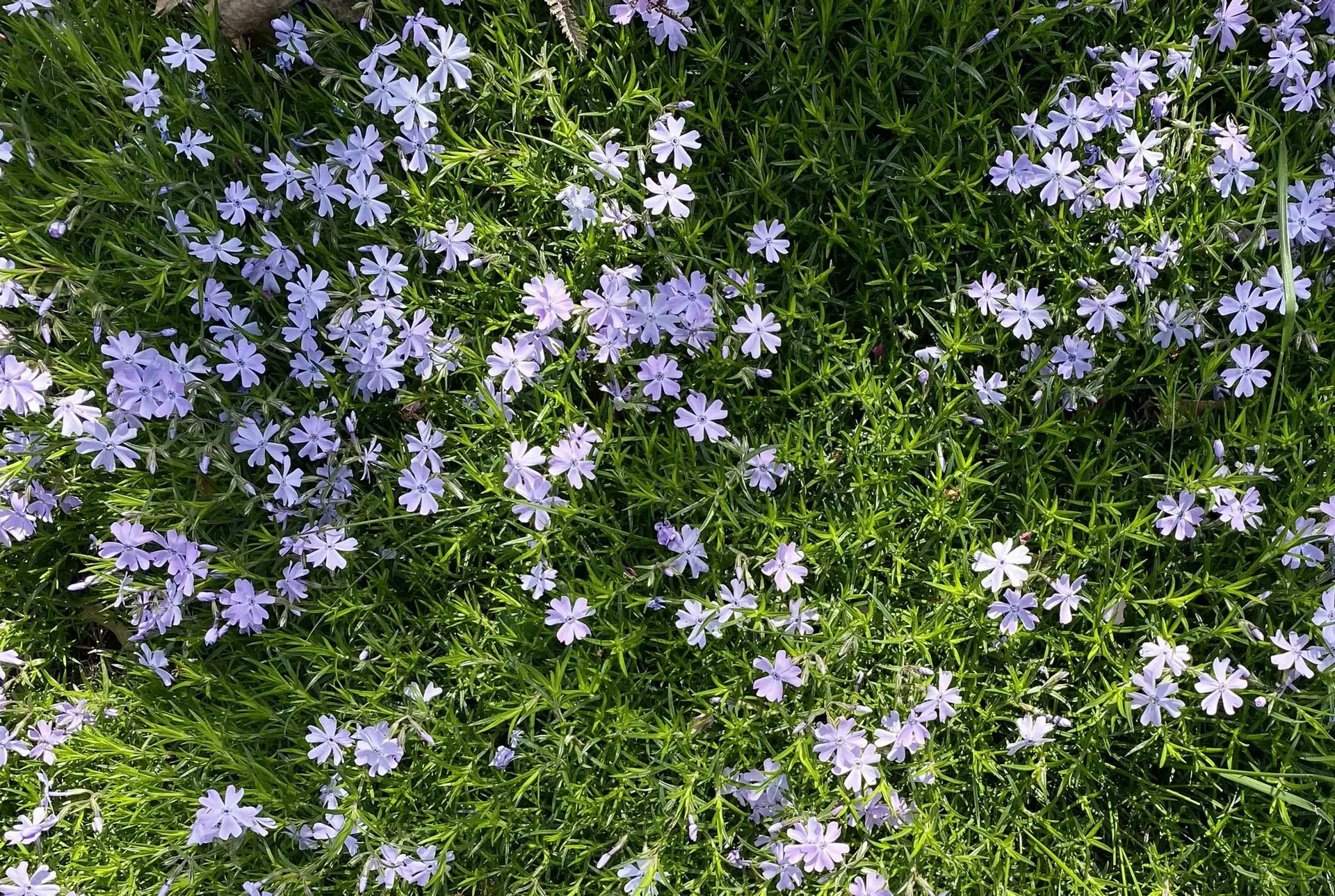 Exploring Different Types of Creeping Phlox: Our Top Picks