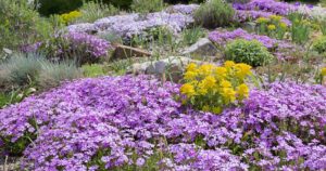 Flowering Ground Coverings: Meet Your Landscape Challenges