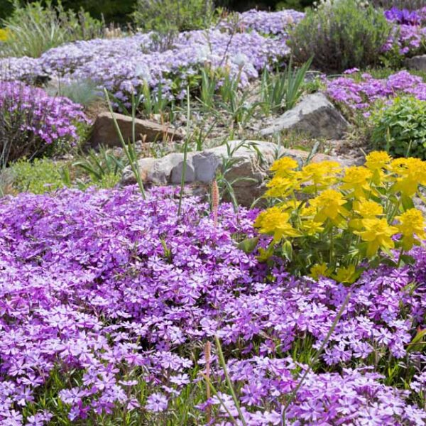 Flowering Ground Coverings: Meet Your Landscape Challenges