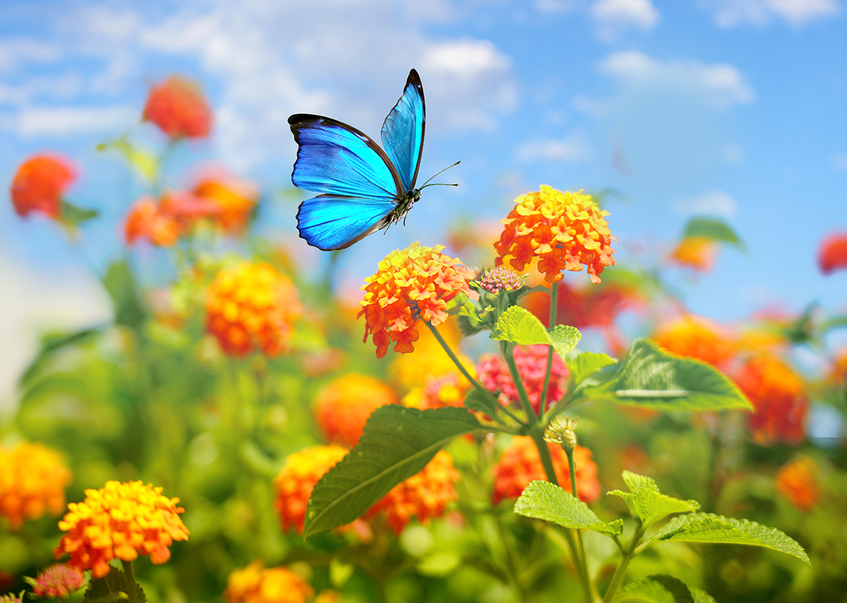 Flowers That Attract Butterflies (Not Bees): Discover the Top Choices