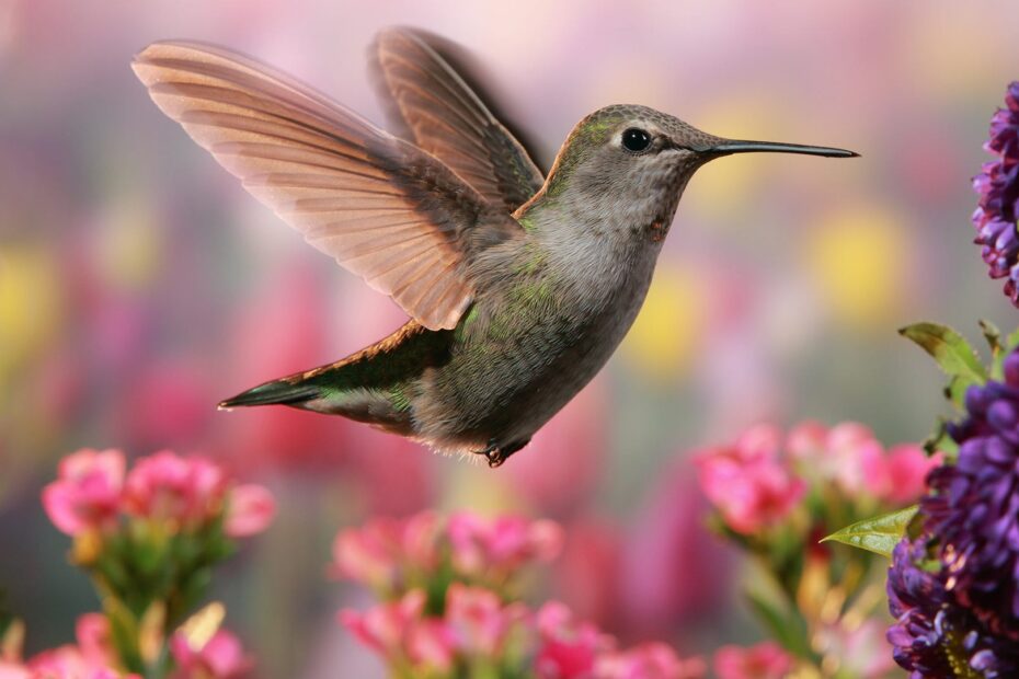 Flowers That Attract Hummingbirds (Not Bees): Our Top Picks