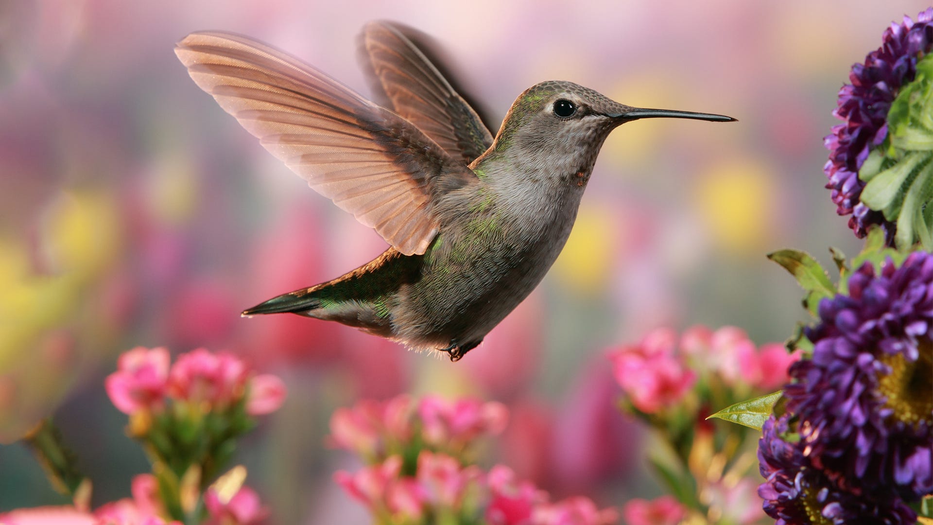 Flowers That Attract Hummingbirds (Not Bees): Our Top Picks