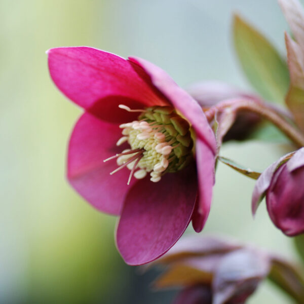 Flowers That Survive Winter: Discover the Exceptional No. 5