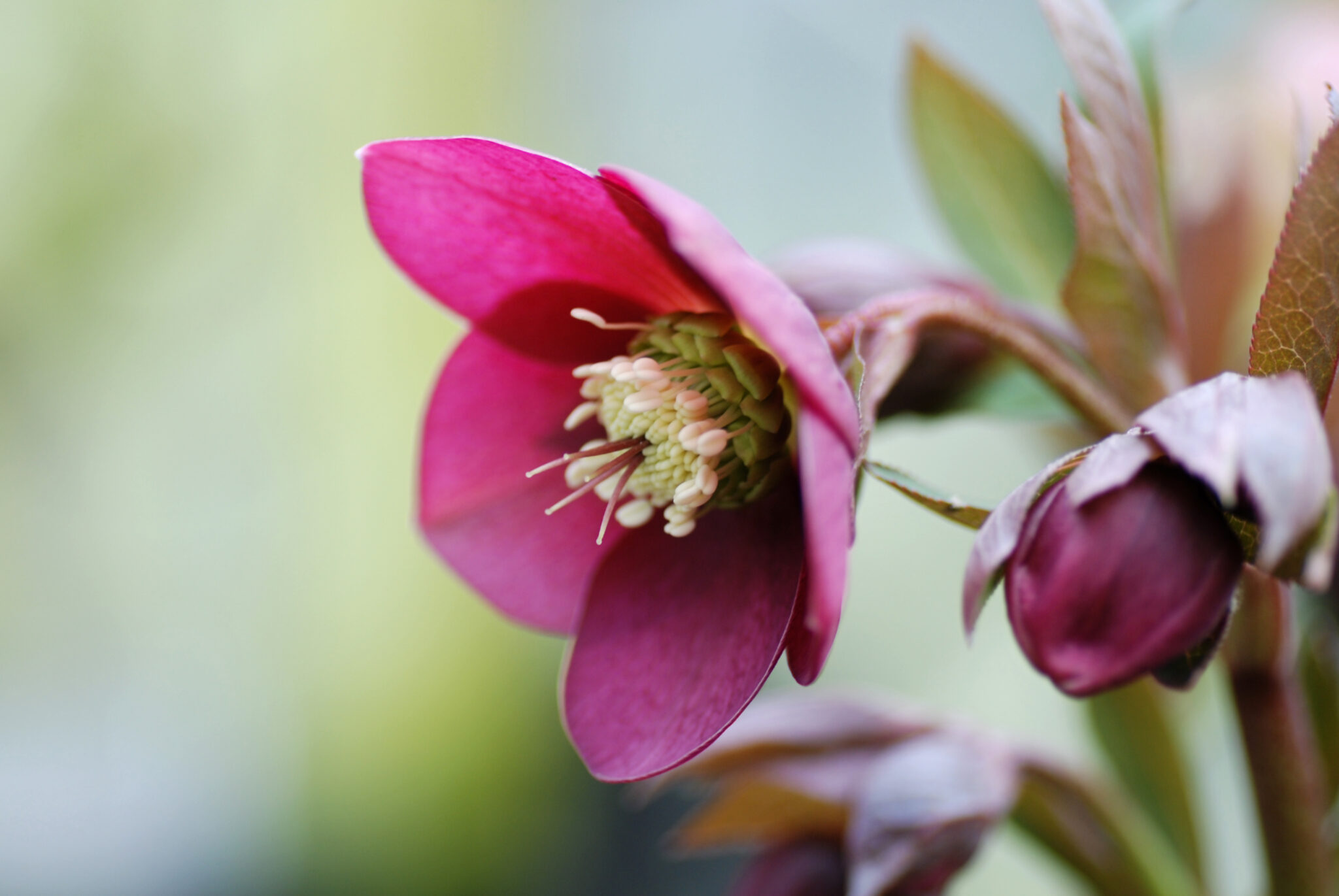 Flowers That Survive Winter: Discover the Exceptional No. 5