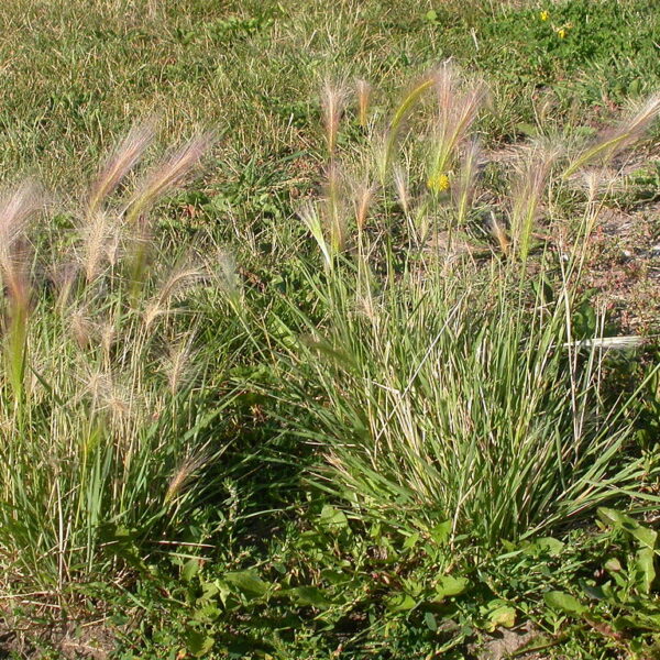 Foxtail Grass: A Menace to Lawns and Meadows