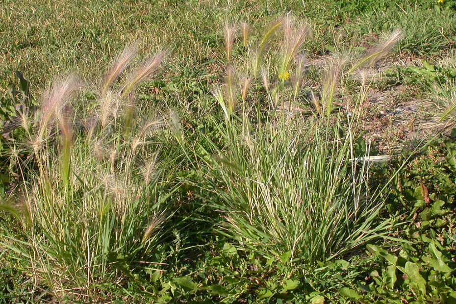 **Foxtail Grass: A Menace to Lawns and Meadows**