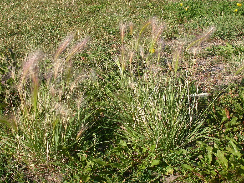 **Foxtail Grass: A Menace to Lawns and Meadows**