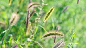 **Foxtail Grass: A Versatile and Hardy Grass for Your Lawn**