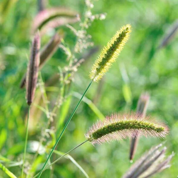 Foxtail Grass: A Versatile and Hardy Grass for Your Lawn