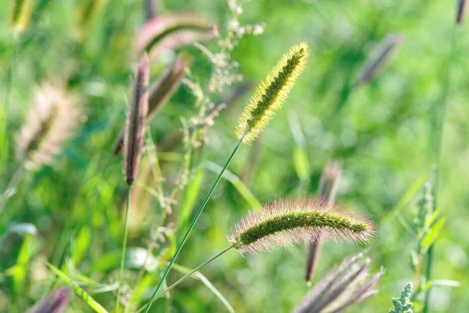 **Foxtail Grass: A Versatile and Hardy Grass for Your Lawn**