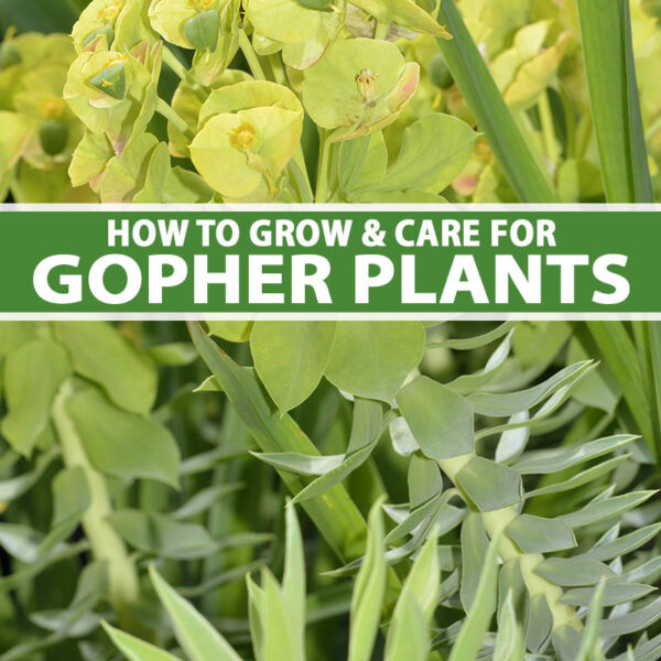 Gopher Plant 101: Growing and Pest Control