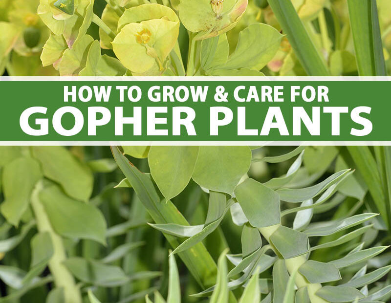 Gopher Plant 101: Growing and Pest Control