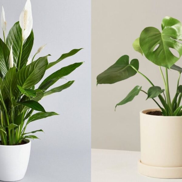 Greenery Galore: Discover the Top 10 Indoor Plants to Brighten Up Your Space!