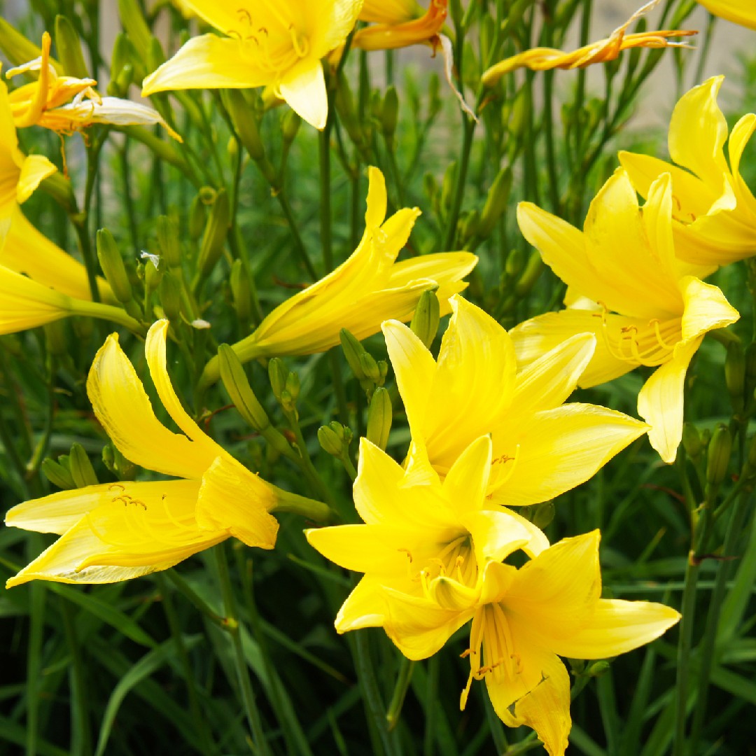 Growing a Yellow Daylily: Tips for Success