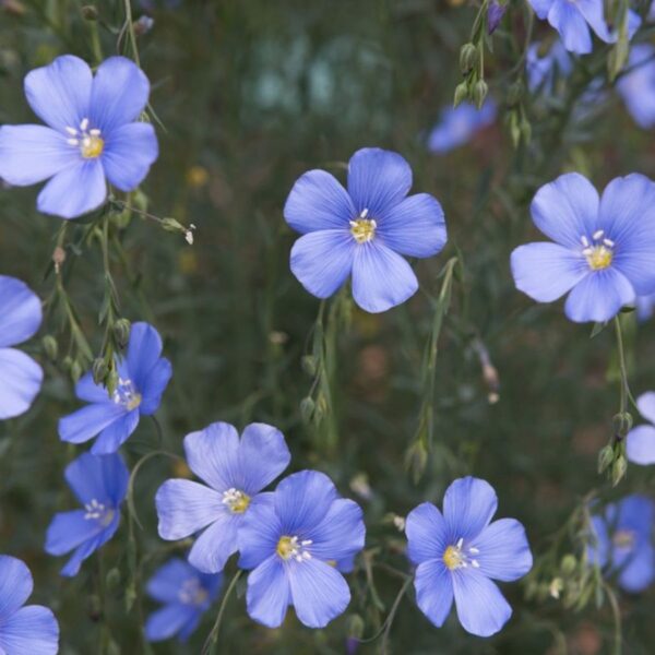 Growing Flax Flowers: Uses and Growing Tips