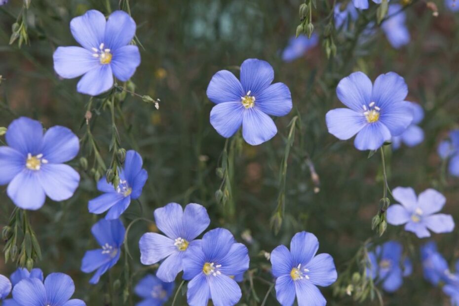 Growing Flax Flowers: Uses and Growing Tips