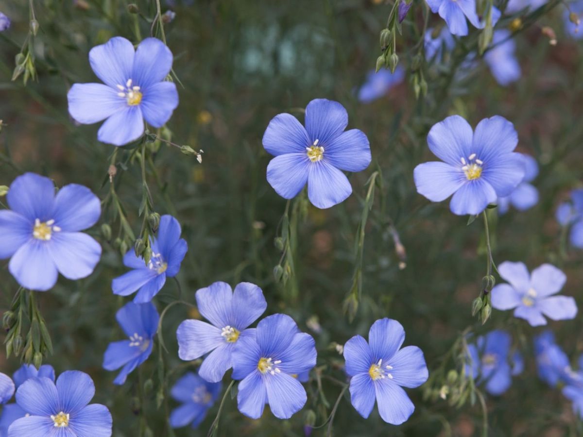 Growing Flax Flowers: Uses and Growing Tips