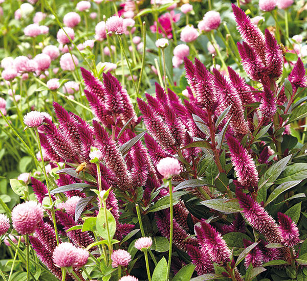 Growing Intenz Celosia: Tips for a Vibrant Garden