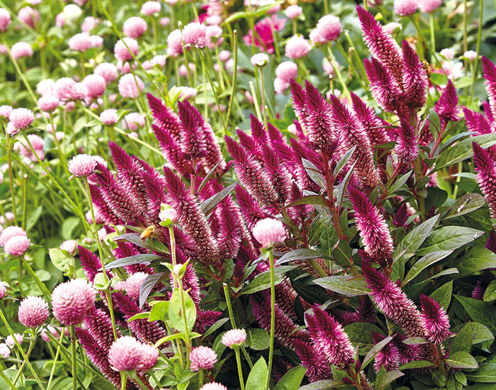 Growing Intenz Celosia: Tips for a Vibrant Garden