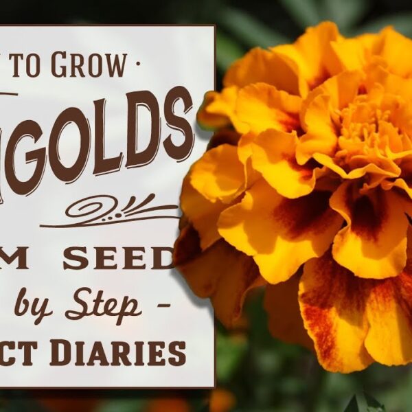 Growing Marigolds from Seed: A Complete Guide