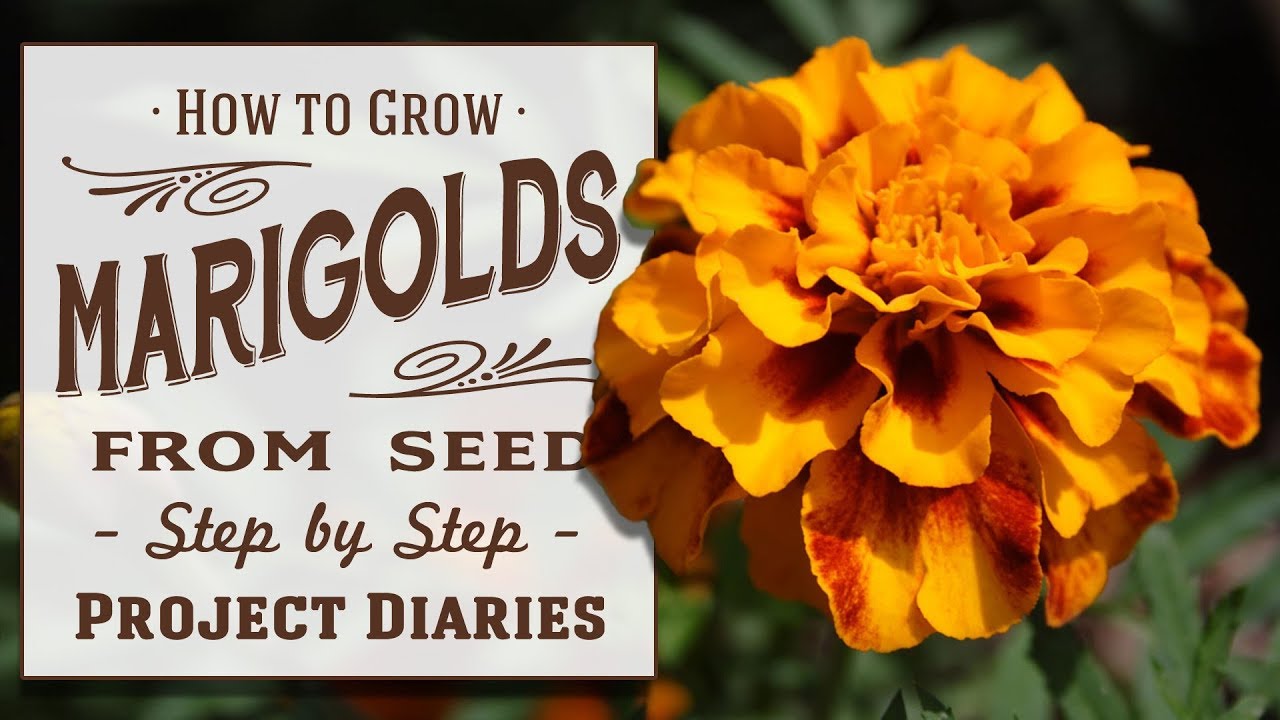 Growing Marigolds from Seed: A Complete Guide