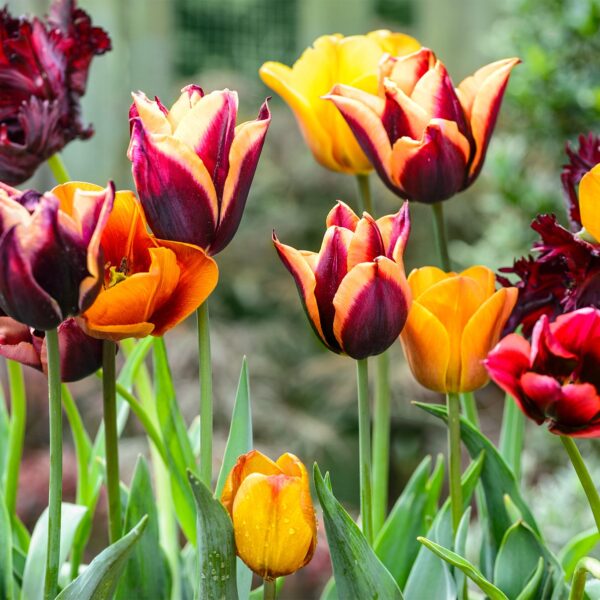 Growing Tulips: Tips for Beautiful Blooms