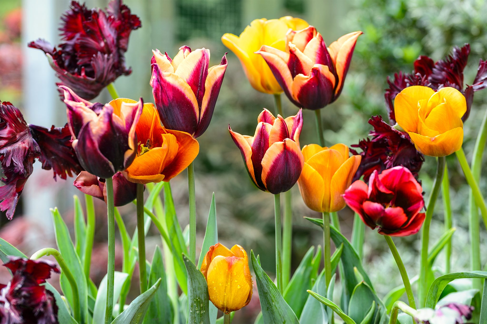 Growing Tulips: Tips for Beautiful Blooms