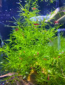 **Guppy Grass: A Low-Maintenance Aquarium Plant**