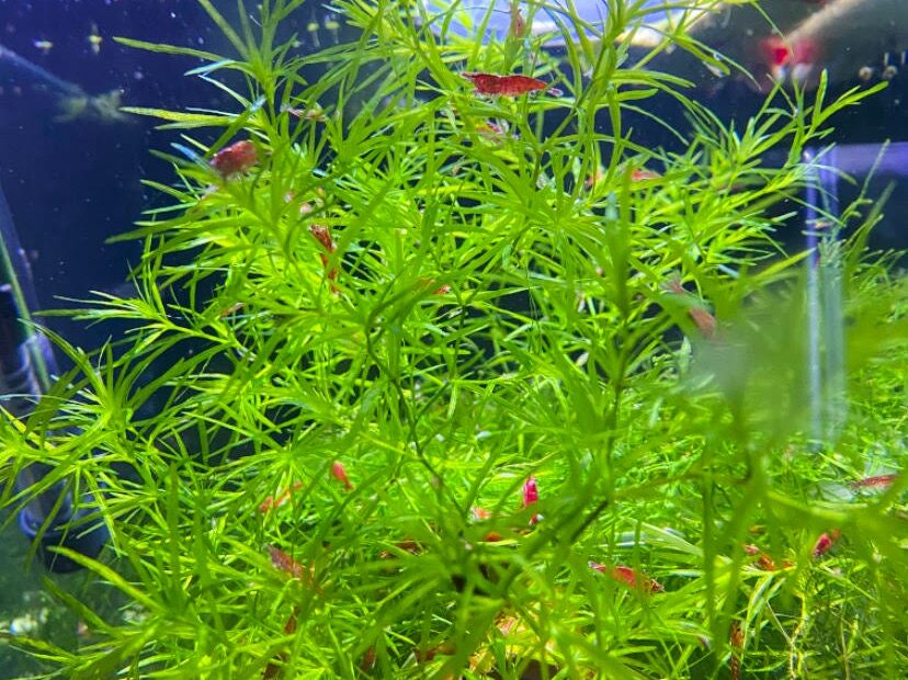 **Guppy Grass: A Low-Maintenance Aquarium Plant**