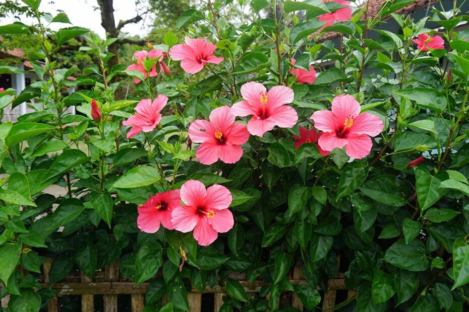 Hibiscus Haven: Growing a Variety of Beautiful Shrubs