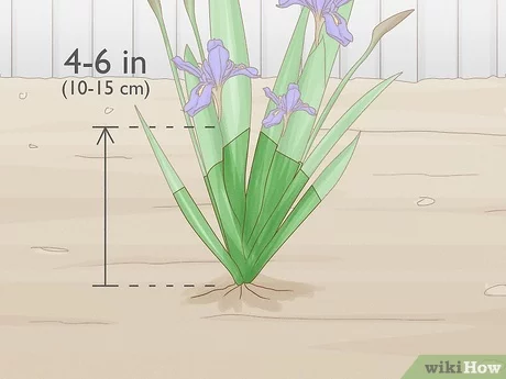 How and When to Cut Back Irises: Step by Step Guide