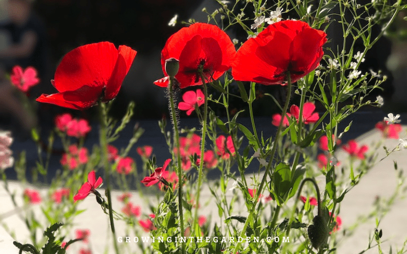 How to Grow Poppies: Eight Top Tips for Growing Success