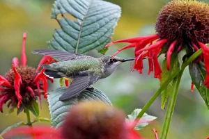 Hummingbird Haven: Best Shrubs to Attract Them