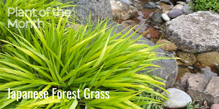 **Japanese Forest Grass: A Hidden Gem of the Natural World**