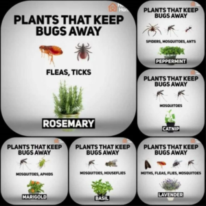 **"Keep Bugs Away With These 10 Plants"**