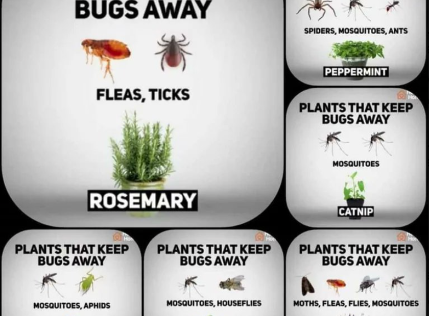 **"Keep Bugs Away With These 10 Plants"**