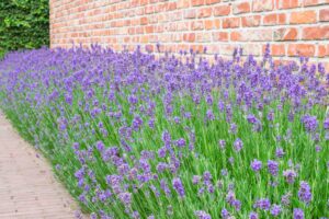 Lavender Blooming: All Summer Long or Not? Find Out Here