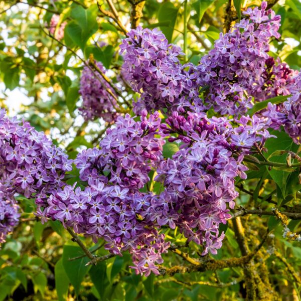 Lilac Shrubs: Varieties and Care Tips