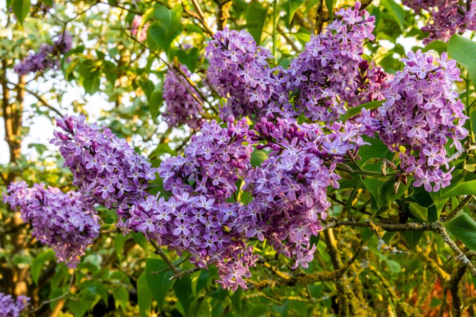 Lilac Shrubs: Varieties and Care Tips