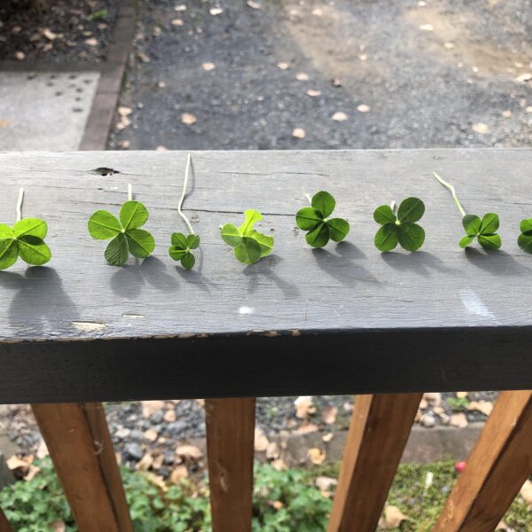 Lucky Find: Rare 4 Leaf Clover Discovery Amazes Locals 