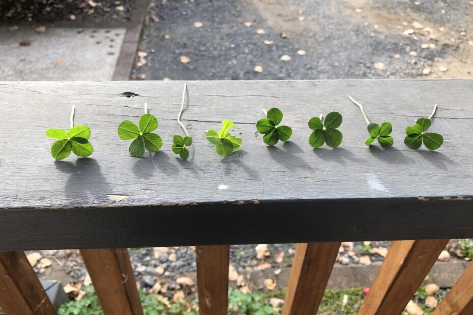 Lucky Find: Rare 4 Leaf Clover Discovery Amazes Locals 🍀