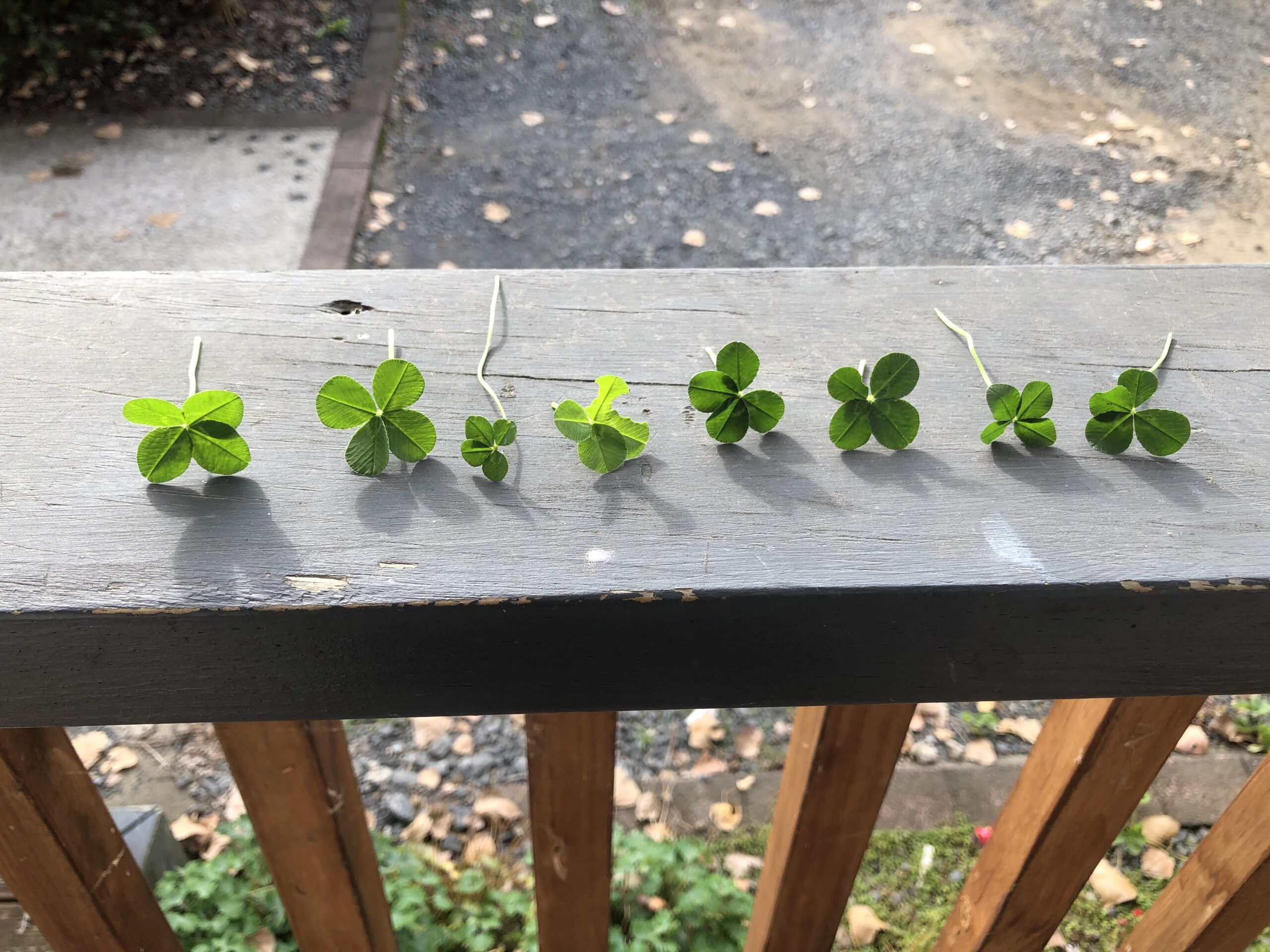 Lucky Find: Rare 4 Leaf Clover Discovery Amazes Locals 🍀