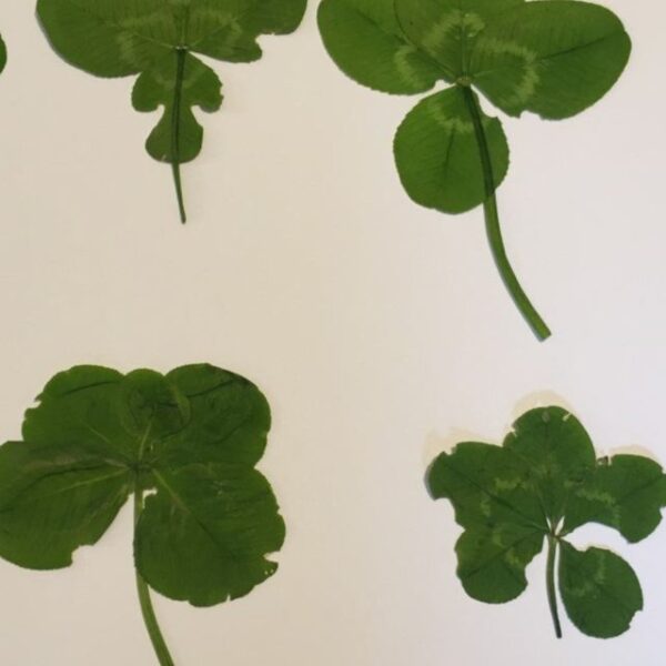 Lucky Find: Rare 4 Leaf Clover Discovery Amazes Locals