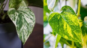 Marble Queen Vs Golden Pothos: Which is Best?